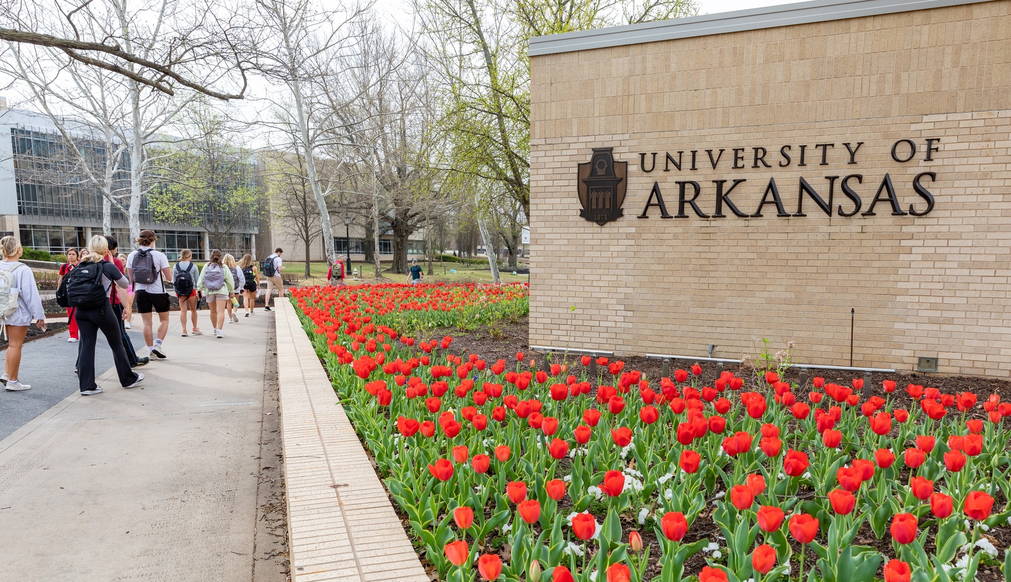 university of arkansas
