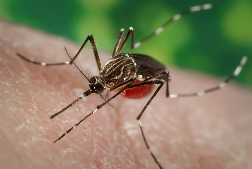 Chikungunya Virus