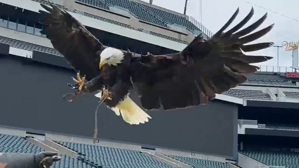 eagles