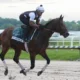 Preakness 2026